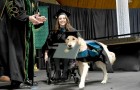 El perro guía ha estado siempre al lado de la estudiante discapacitada: a fin de año la universidad lo hace 