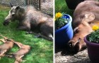 Moeder eland en haar 2 jongen “overvallen