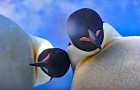 Antartide: due pinguini si 