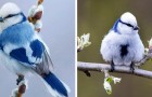 Vidéos d' Oiseaux