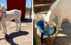 Ausgehungertes Pferd am Straßenrand: Jetzt lebt es mit seinesgleichen glücklich auf einer Ranch