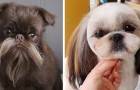 15 divertenti foto di cani che sfoggiano acconciature esuberanti dopo aver fatto la toelettatura