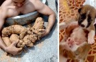Een man redt 5 puppy’s die onder de modder zitten op de bodem van een put: ze maken nu deel uit van zijn familie