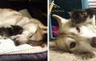 Kätzchen wird von Husky adoptiert, jetzt verhält es sich wie ein Hund
