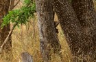 Testa dig själv med det här roliga bildtestet: sök efter den dolda leoparden