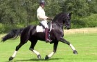 The beauty and elegance of this horse will leave you speechless
