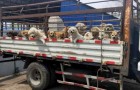 Vidéos de Chiens