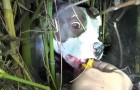 Een gewonde en verlaten pitbull heeft hulp nodig: hij verbergt een schattige verassing