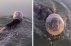 Un ourson avec la tête coincée dans un bocal en plastique est en danger de noyade : un couple le sauve