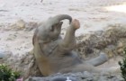 Het is een show om te zien hoe deze olifanten zich haasten om de pup te helpen