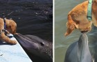 La tendre amitié entre un Golden retriever et un dauphin, inséparables depuis que le chien est chiot