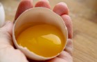 Les œufs : source naturelle de vitamines et de protéines, ils sont recommandés pour une alimentation saine et équilibrée