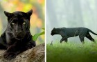 Un photographe capture une panthère noire dans la forêt dans toute son élégance et son caractère majestueux