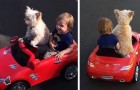 Een hondje rijdt ​​haar vriendje rond door haar speelgoedauto te “besturen”