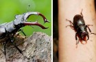 Om ni stöter på en ekoxe, döda den inte: skalbaggen med tandad käke är en fridlyst art