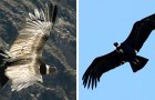 Il condor delle Ande è un maestro del risparmio energetico: può volare per 5 ore senza mai sbattere le ali