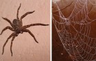 Todos los motivos por la cual no deberías nunca matar las arañas que encuentras en casa