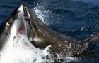 Una telecamera riprende un comportamento molto raro tra gli squali bianchi