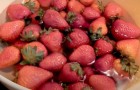 Wasser und weißer Essig: Eine traditionelle Methode, um Erdbeeren frisch zu halten