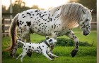 Video di Cani