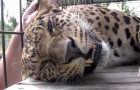 Weil er vor einem ziemlich schlimmen Ende gerettet wurde, bedankt sich dieser Leopard auf wunderbare Weise