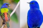 Vidéos sur la Nature
