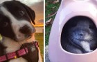 13 foto's van schattige, onweerstaanbare puppy's