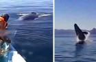 Una familia libera a una ballena atrapada en una red: el animal 
