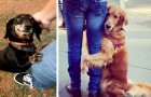 12 chiens domestiques qui ont montré tout leur amour pour leurs maîtres de la manière la plus douce