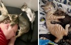 Video Katzenvideos Katzen