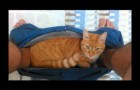 This cat decides to take a nap in a special place !