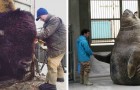 Vidéos d' Animaux