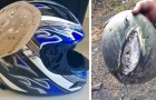 10 Fotos von zerstörten Helmen erinnern uns daran, wie wichtig es ist, einen Kopfschutz auf einem Motorrad oder Fahrrad zu tragen