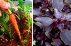 Video Giardinaggio