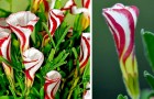 Questa pianta unica nel suo genere produce fiori che ricordano i bastoncini di zucchero candito
