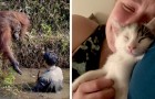 Vídeo de Animais