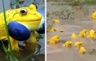 Un ragazzo è riuscito a filmare una moltitudine di rane gialle che si godono il temporale