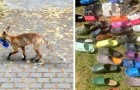 Video di Animali