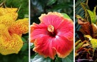 Video Giardinaggio