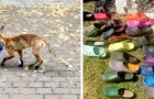 Video di Animali