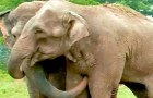Deux éléphants sauvés d'un cirque cruel se réunissent après 22 ans : les images de la rencontre sont touchantes