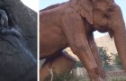 Video Elefante