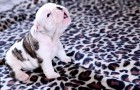 Deze puppy kan amper lopen, maar hij heeft een manier gevonden om zicht te laten horen!