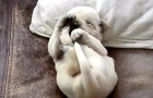Dieses Video zeigt euch, dass Hunde träumen