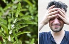 Vidéos sur la Nature