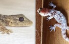 Les geckos : des reptiles agiles, porte-bonheur et insectivores qu'il ne faut jamais chasser
