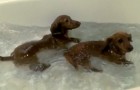 Nog nooit heb ik honden gezien die zo graag een bad wilde nemen