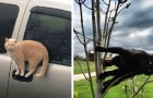 Des chats défiant les lois de la physique : 13 photos amusantes de chats prises dans les poses les plus absurdes