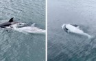 Avvistata una rara orca bianca nelle acque dell'Alaska: si pensa ce ne siano solo 5 in tutto il mondo