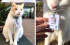 Un chat erre pendant un an dans la cour d'un hôpital : à la fin, il est 